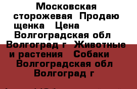  Московская сторожевая  Продаю щенка › Цена ­ 15 000 - Волгоградская обл., Волгоград г. Животные и растения » Собаки   . Волгоградская обл.,Волгоград г.